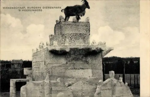 Ak 's Heerenberg Gelderland, Manenschaap, Zoo