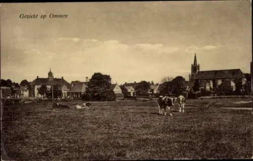 Ak Ommen Overijssel, Algemeen Zicht, Koeien