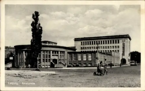 Ak Leipzig, Anatomie