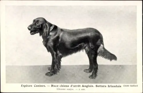 CPA Espèces Canines, Race chiens d'arrêt Anglais, Setters Irlandais