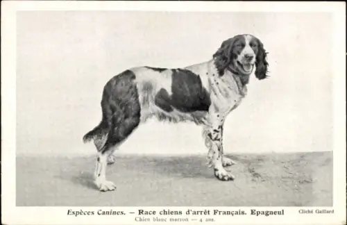 CPA Espèces Canines, Race chiens d'arrêt Français, Epagneul