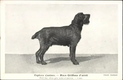 CPA Espèces Canines, Race Griffons d'arrêt