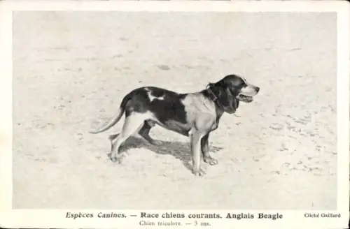 CPA Espèces Canines, Race chiens courants, Anglais Beagle