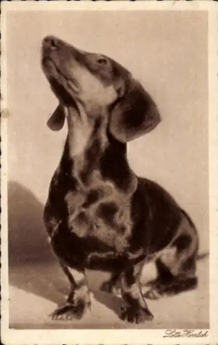 Ak Dackel schaut nach oben, Tierporträt