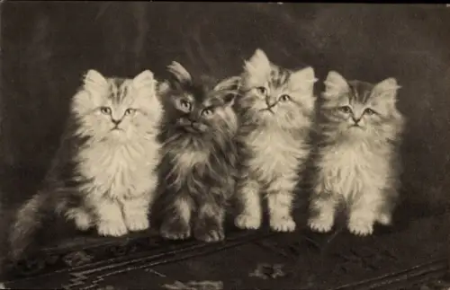 Ak Vier Katzen, Tierportrait