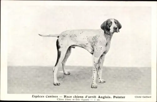 CPA Espèces Canines, Race chiens d'arrêt Anglais, Pointer