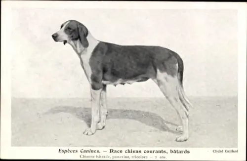 CPA Espèces Canines, Race chiens courants, batards