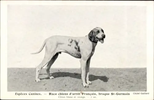 CPA Espèces Canines, Race chiens d'arrêt Français, braque St-Germain