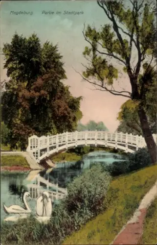 Ak Magdeburg an der Elbe, Stadtparkpartie, Schwäne
