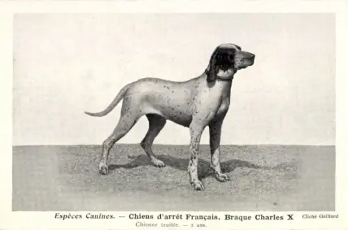 CPA Espèces Canines, Chiens d'arrêt Français, Braque Charles X