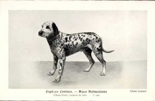 CPA Espèces Canines, Race Dalmatiens