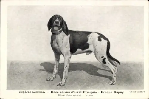 CPA Espèces Canines, Race chiens d'arrêt Français, Braque Dupuy