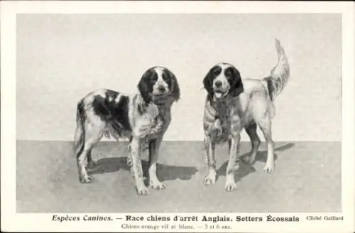 CPA Espèces Canines, Race chiens d'arrêt Anglais, Setters Écossais