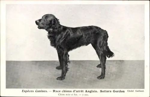 CPA Espèces Canines, Race chiens d'arrêt Anglais, Setters Gordon