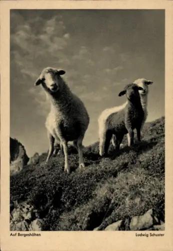 Ak Auf Bergeshöhen, Schafe, Fotograf Ludwig Schuster