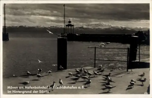 Ak Friedrichshafen am Bodensee, Möwen am Hafenbahnhof,  Säntis im Hintergrund