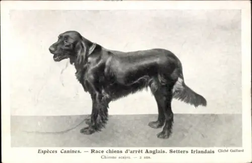 CPA Espèces Canines, Race chiens d'arrêt Anglais, Setters Irlandais