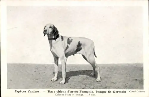 CPA Espèces Canines, Race chiens d'arrêt Français, braque St-Germain