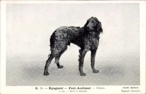 CPA Epagneul, Pont-Audemer, Chien
