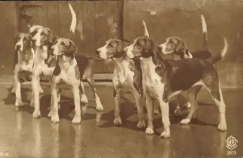 Ak Jagdhunde, Tierportrait