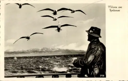 Ak Bodensee, Möwen