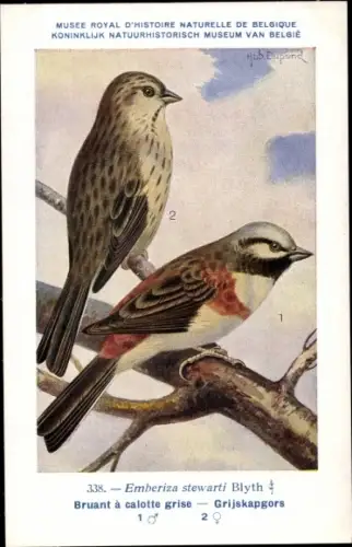 Künstler Ak Dupond, Hub., Emberiza stewarti, Silberkopfammer