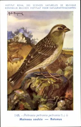 Künstler Ak Dupond, Hub., Petronia petronia, Steinsperling