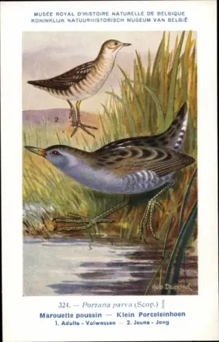 Künstler Ak Dupond, Hub., Porzana parva, Sumpfhuhn
