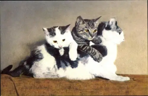 Ak Zwei Kitten auf dem Rücken der Katzenmutter