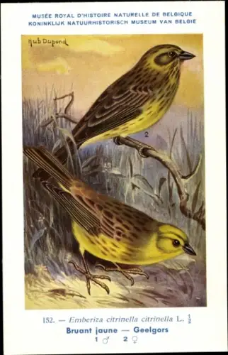 Künstler Ak Dupond, Hub., Bruant jaune, Geelgors, Nr. 152