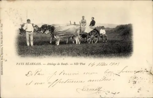 Ak Pays Bearnais, Attelage de Boeufs