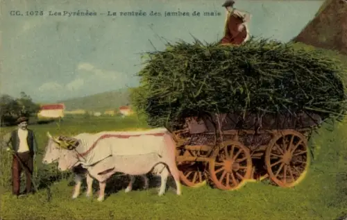 CPA Les Pyrénées, La rentrée des jambes de maïs