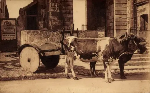 CPA Attelage Basque, Ochsen