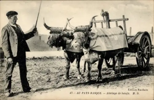 CPA Pays Basque, Attelage de bœufs