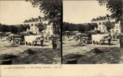 Stereo CPA Les Pyrenees, Un Attelage béarnais