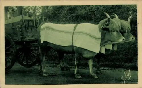 CPA Pays Basque, Attelage de Boeufs