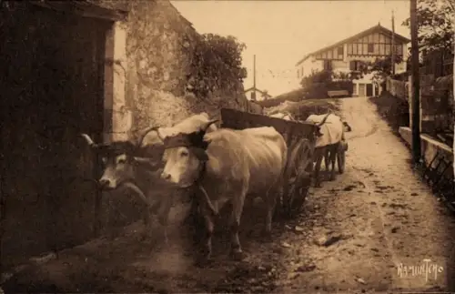 CPA Au Pays Basque, Attelage de Boeufs