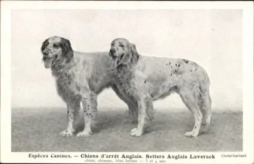 CPA Espèces Canines, Chiens d'arrêt Anglais, Setters Anglais Laverack