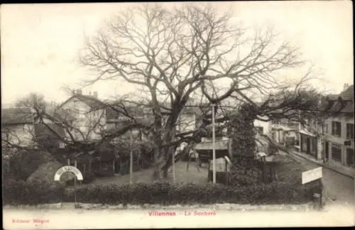 Ak Villennes sur Seine Yvelines, Baum, Straße, Häuser,  Le Sophora