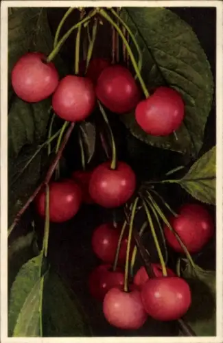 Ak Kirschen, Früchte, Obst, Blätter