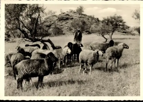 Ak Graue und schwarze Karakulschafe
