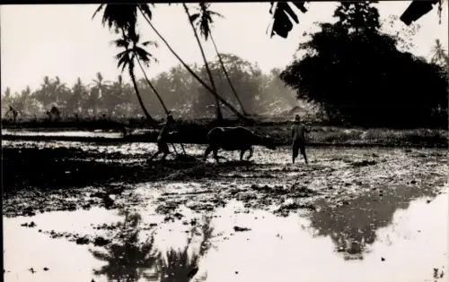 Ak Ceylon Sri Lanka, Reisanbau