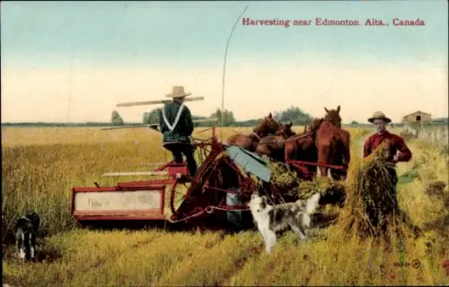 PC Alberta Canada, Harvesting near Edmonton