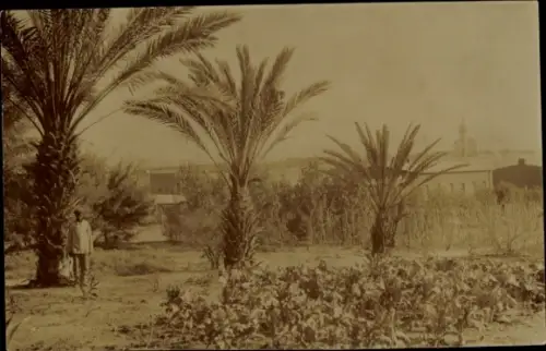Foto Ak Windhoek Windhuk Namibia Deutsch Südwestafrika, Gartenanlage, Palmen