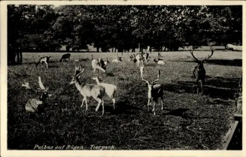Ak Putbus auf der Insel Rügen, Tierpark, Hirsche