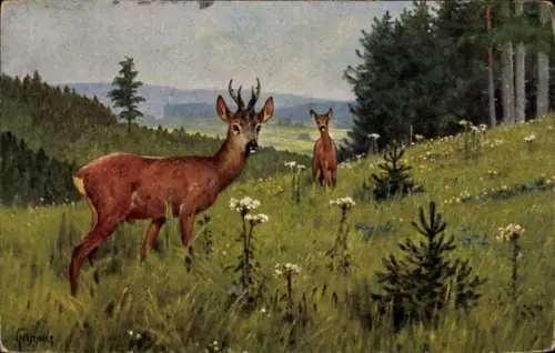 Künstler Ak Junger Hirsch, Reh, Wiese, Wald