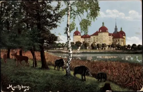 Ak Moritzburg in Sachsen, Jagdschloss, Wildschweine, Hirsche, Teichpartie
