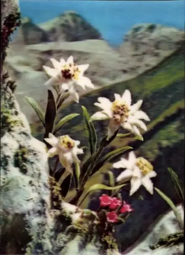 3-D Ak Edelweiss, Blumen, Gebirge