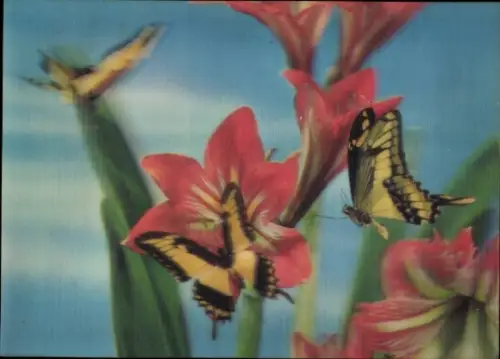 3-D Ak Schmetterlinge, Blumen