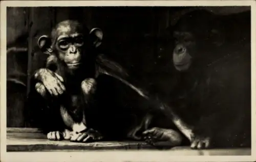 Ak Hellabrunn München Bayern, Tierpark, Unbekannter Menschenaffe